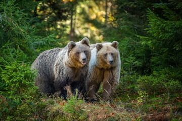 Wall Mural - brown bear in autumn forest