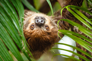 portrait of a sloth in the wild