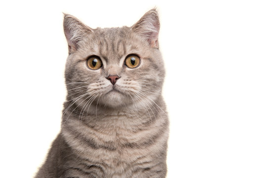 portrait of a silver tabby british shorthair cat looking at the camera isolated on a white backgroun