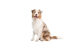 Pretty Happy Australian Shepherd Dog Looking At The Camera Sitting Isolated On A White Background With Space For Copy