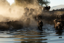 Water Buffalo Crossing A Pond At Sunset