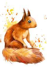 Squirrel On An Isolated White Background, Watercolor Illustration