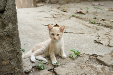 Wall Mural - Cute small kitten cat lay on floor