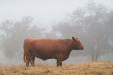 Red Angus Cow Side View In Fog With Copy Space
