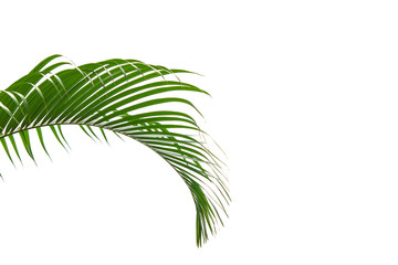 Concept texture leaves abstract green nature background tropical leaves coconut isolated on white background