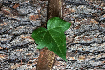 Wall Mural - green ivy leaf on tree