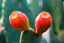 Cactus Fruit On A Leaf