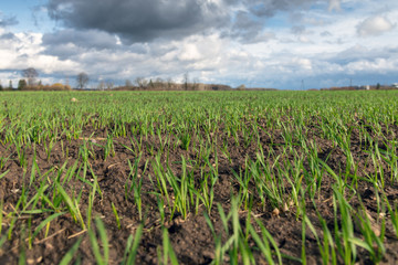 Green agricultural field in autumn time.