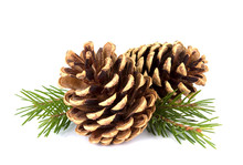 Pine Cones And Fir Tree Branch On A White Background
