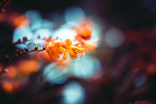 Closeup Of An Orange Flower With Bokeh Effect