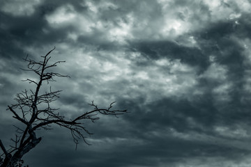 Wall Mural - Silhouette dead tree and branch on grey sky background. Black branches of tree. Nature texture background. Art background for sad, dead, lonely, hopeless, and despair. Halloween day background.