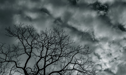 Wall Mural - Silhouette dead tree and branch on grey sky background. Black branches of tree. Nature texture background. Art background for sad, dead, lonely, hopeless, and despair. Halloween day background.