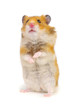 Syrian hamster standing on its hind legs isolated on white