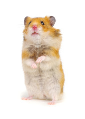 Wall Mural - Syrian hamster standing on its hind legs isolated on white