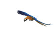 Macaw parrot flying with a white background.