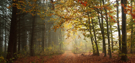 Sticker - The beautiful avenue in the autumn park with a lot of trees and yellow leaves on the floor