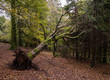 © Wise Dog Studios - A fallen tree leaning against other trees in a wood on Dartmoor, England