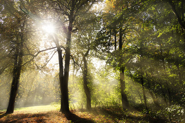 A romantic mood in the morning in a german forest in fog. The sunbeams illuminate the forest floor and make the leaves shine.