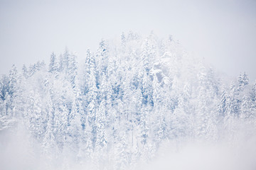 Sticker - snowy fir trees in fog - winter in the mountains