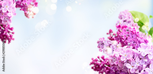 Fresh lilac flowers