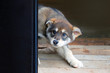 © ANGHI - Scared puppy peeking out from behind the door