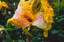 Multiple Yellow Canna Lilies Closeup On A Blurred Green Background In The Summer