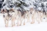 Fototapeta Psy - dog sled race with huskies