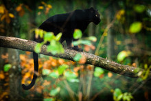 Black Panther On The Tree In The Jungle
