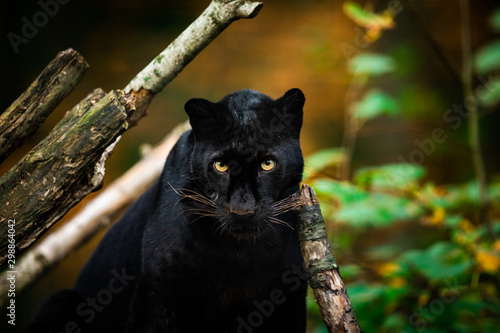 Cuadros en Lienzo Black panther in the jungle