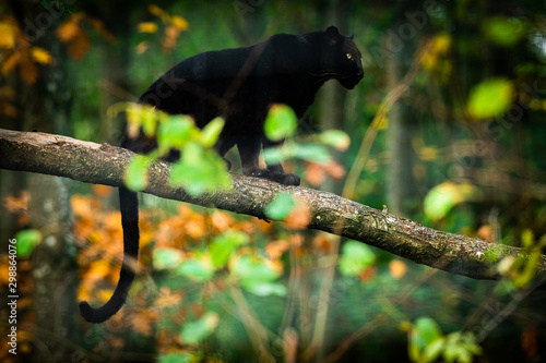 Fotografía Black panther on the tree in the jungle