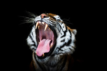 Portrait Of A Tiger With A Black Background