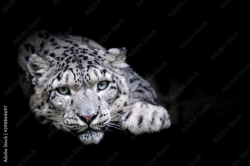 Snow leopard with a black background - obrazy, fototapety, plakaty 