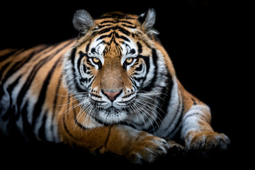 Wall Mural - portrait of a tiger with a black background