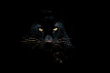 Black Panther With A Black Background