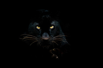 Leinwandbilder - Black panther with a black background