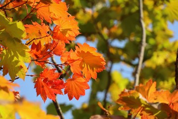 Wall Mural - Close up orange and red maple leaf with colorful leaves in autumn background. Nature concept.
