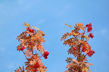 Wall Mural - Two bunch of red rowan with red berries and colorful leaves in autumn. Nature concept.