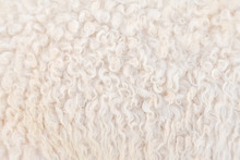 Natural Fiber Thermal Fur Wool Texture Background From Sheep With White Bright Color Tone. Backdrop For Design Art Work Or Text Message.