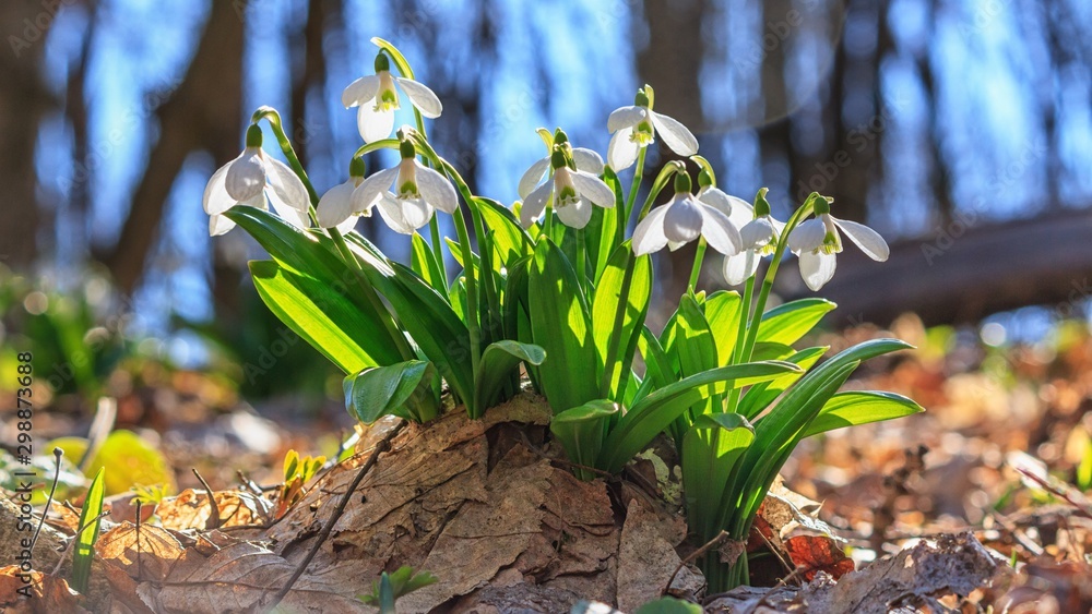 Galanthus nivalis or common snowdrop - blooming white flowers in early spring in the forest, closeup - obrazy, fototapety, plakaty 