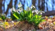 Galanthus nivalis or common snowdrop - blooming white flowers in early spring in the forest, closeup