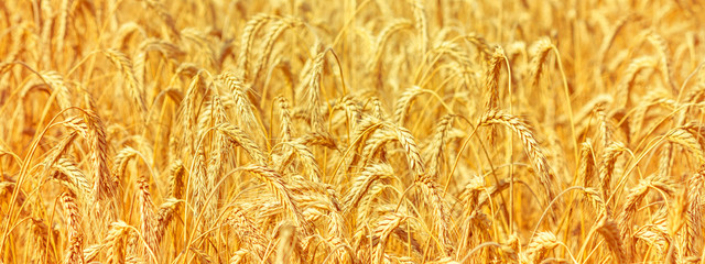 Sticker - Rural landscape - field common wheat (Triticum aestivum) in the rays of the summer sun, close-up