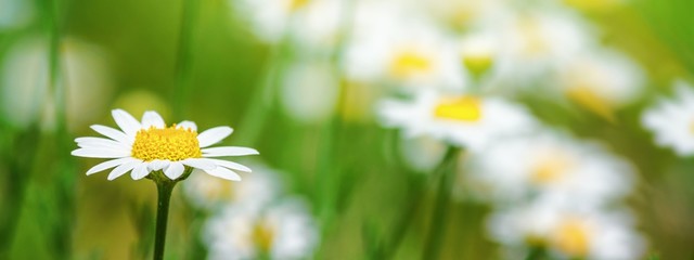 Canvas Print - сhamomile (matricaria recutita), blooming plants in the spring meadow on a sunny day, closeup with s