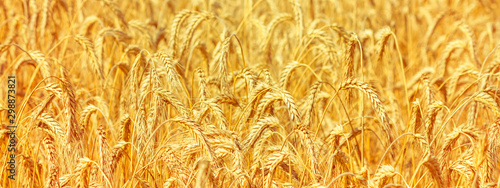 Fotomural Rural landscape - field common wheat (Triticum aestivum) in the rays of the summ
