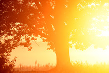  Silhouette Of A Tree In The Golden Light Of Bright Dawn. Art Photo With Very Bright Sunshine.