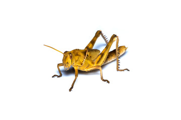 Image of Brown grasshopper, insect ,On a branch, Isolated on the white backgroun