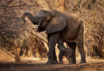 Wall Mural - African Bush Elephant - Loxodonta africana small baby elephant with its mother, drinking, sucking milk, walking and eating leaves in Mana Pools in Zimbabwe