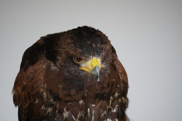 Wall Mural - Harris's hawk