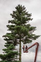 Arborist men with chainsaw and lifting platform cutting a tree.