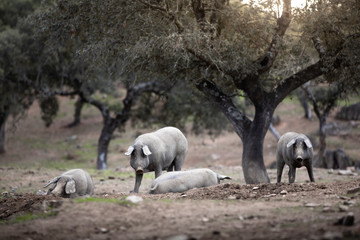 Wall Mural - Iberian pigs in full freedom eating and resting in nature