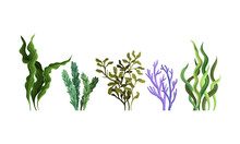 Set Of Green Algae. Vector Illustration On A White Background.